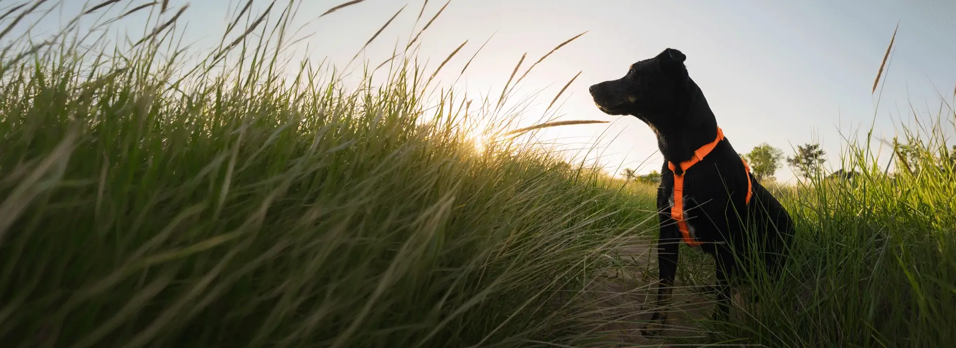 Upgrade Your Dog’s Lifestyle